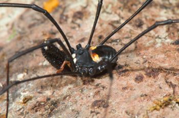 Media type: image;   Invertebrate Zoology 129583